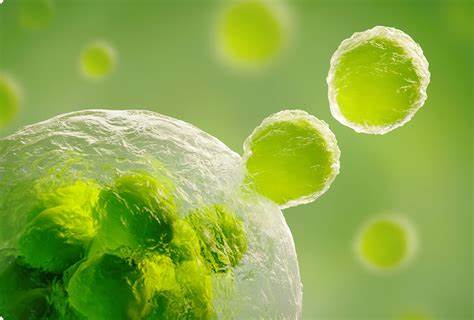 針對(duì)腎纖維化外泌體